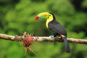 A beautiful toucan with a green, red, blue, and orange beak on a branch