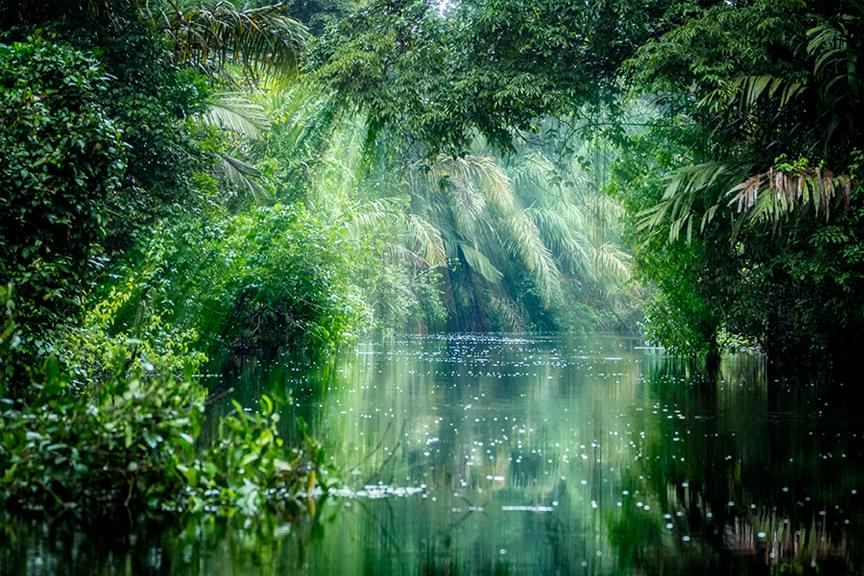 Coast Rica rainforest view of the trees and water