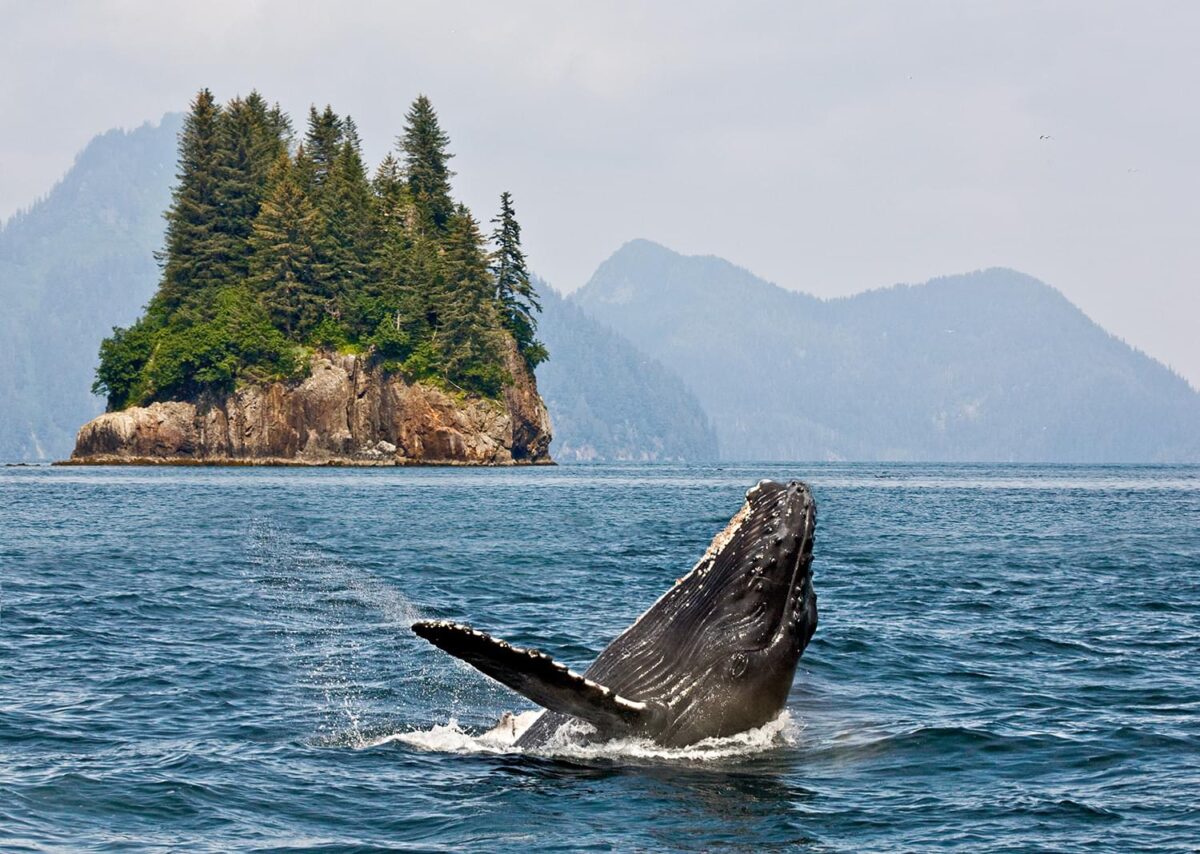 A humpback whale jumping out of the ocean with mountains in the background. One mountains has huge green pine trees on it.