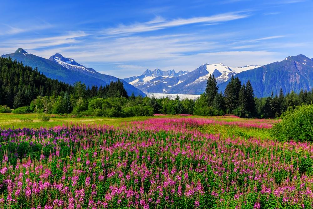 A gorgeous landscape with Snow capped mountains in the distance and lush green pine trees with green grass and purple flowers in the foreground