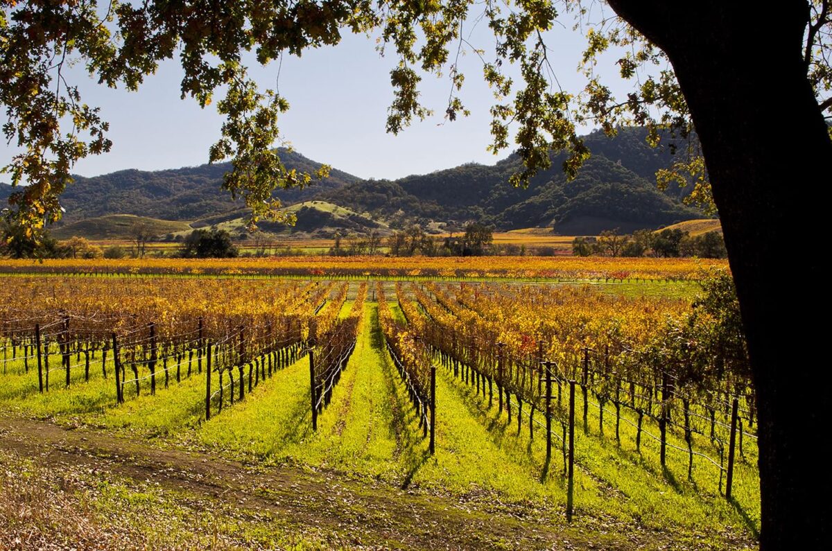 A view of the Napa valley with rows and rows of whinnery plants.