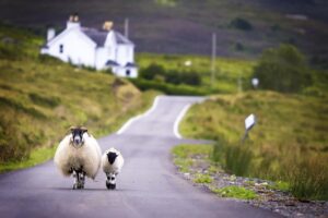 Two very fluffy white Scottish sheep with horns walking down a road. The backdrop is blurred but you can see a white church in the background and beautiful greenery.