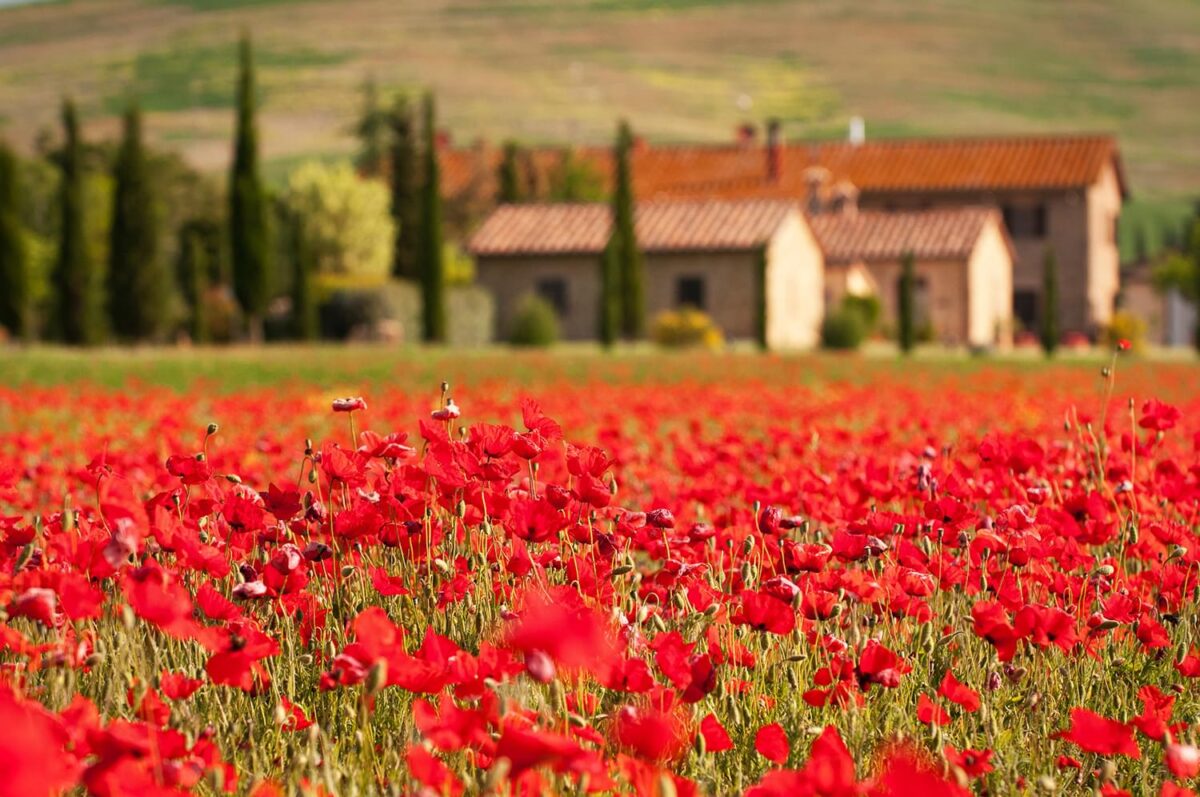 A close up of thousands of red flowers, maybe tulips, with a blurred background where you can see some homes or buildings with red roofs, tall thin green trees, and a mountain slope behind the houses.