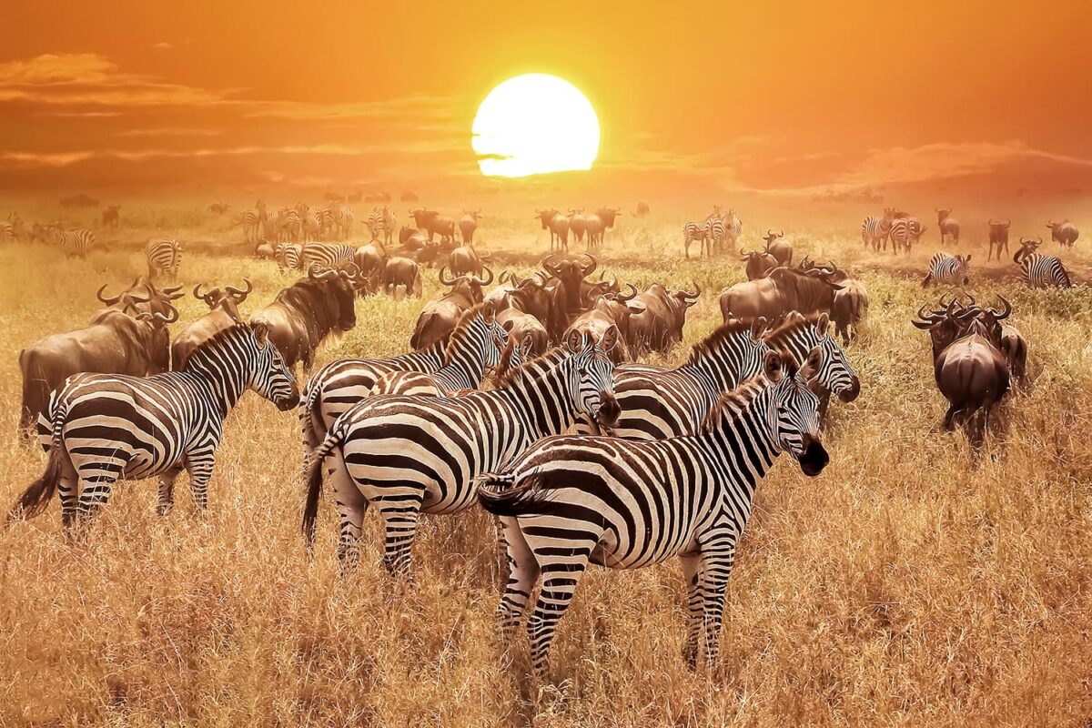 Lots of zebra and buffalo facing away from us but looking back at the camera. There are about 20 to 30 of them all together. The sun is massive and setting behind them and there is an orange glow over everthing.