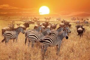 Lots of zebra and buffalo facing away from us but looking back at the camera. There are about 20 to 30 of them all together. The sun is massive and setting behind them and there is an orange glow over everthing.