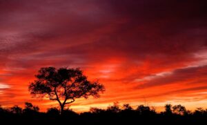 there is a silhouette of some trees with one larger tree standing out. Behind there is a dark red and orange sunset. This looks like a sunset in the Savannah.